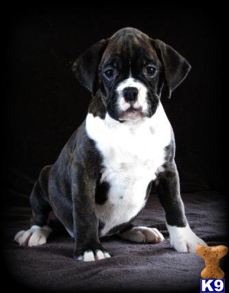 Puppies in Marion